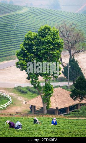 Mae Chan District, Chiang Rai, Thailand-März 30 2023: Teesammler ernten Blätter, während der rauchigen „Brennsaison“ auf dem Land, auf dem Slo Stockfoto