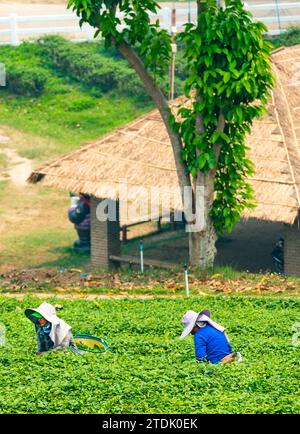Mae Chan District, Chiang Rai, Thailand-März 30 2023: Teesammler ernten Blätter, während der rauchigen „Brennsaison“ auf dem Land, auf dem Slo Stockfoto