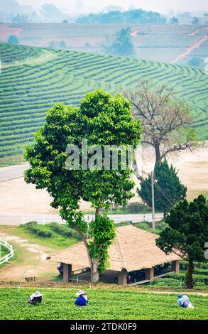 Mae Chan District, Chiang Rai, Thailand-März 30 2023: Teesammler ernten Blätter, während der rauchigen „Brennsaison“ auf dem Land, auf dem Slo Stockfoto