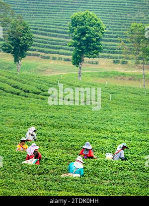 Mae Chan District, Chiang Rai, Thailand-März 30 2023: Teesammler ernten Blätter, während der rauchigen „Brennsaison“ auf dem Land, auf dem Slo Stockfoto