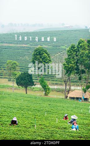 Mae Chan District, Chiang Rai, Thailand-März 30 2023: Teesammler ernten Blätter, während der rauchigen „Brennsaison“ auf dem Land, auf dem Slo Stockfoto