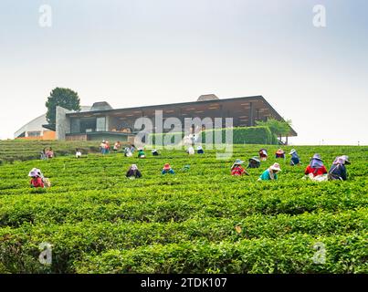 Mae Chan District, Chiang Rai, Thailand-März 30 2023: Teesammler ernten Blätter, während der rauchigen „Brennsaison“ auf dem Land, auf dem Slo Stockfoto
