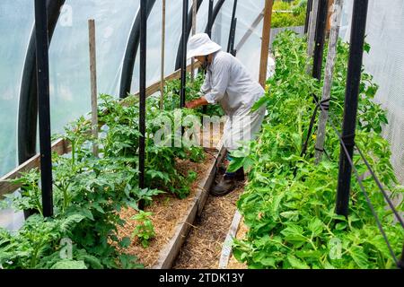 Bio-Gärtner binden gesunde, kräftige Tomatenpflanzen mit weichen Stoffbindern in einem Basketballtunnel an Stangen Stockfoto