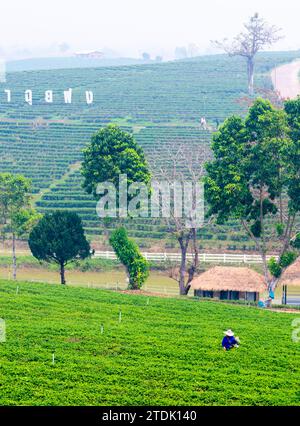 Mae Chan District, Chiang Rai, Thailand-März 30 2023: Teesammler ernten Blätter, während der rauchigen „Brennsaison“ auf dem Land, auf dem Slo Stockfoto