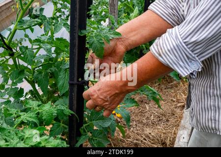 Bio-Gärtner binden gesunde, kräftige Tomatenpflanzen mit weichen Stoffbindern in einem Basketballtunnel an Stangen Stockfoto