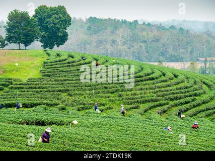 Mae Chan District, Chiang Rai, Thailand-März 30 2023: Teesammler ernten Blätter, während der rauchigen „Brennsaison“ auf dem Land, auf dem Slo Stockfoto