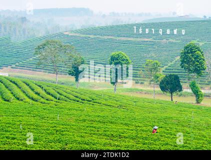 Mae Chan District, Chiang Rai, Thailand-März 30 2023: Teesammler ernten Blätter, während der rauchigen „Brennsaison“ auf dem Land, auf dem Slo Stockfoto