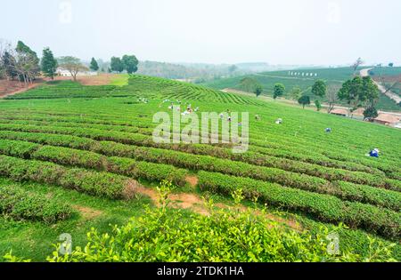 Mae Chan District, Chiang Rai, Thailand-März 30 2023: Teesammler ernten Blätter, während der rauchigen „Brennsaison“ auf dem Land, auf dem Slo Stockfoto