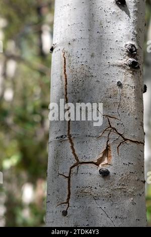 Spannungsrisse im Stamm eines Espenbaums, der verursacht wurde, als ein Mikroburst den Baum abbrach. Dieser Kofferraum war etwa 6 cm breit. Stockfoto