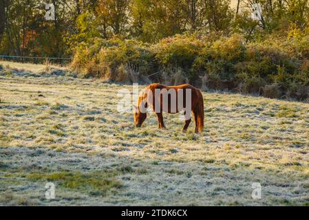 Ein Pferd auf einem Feld mit Frost im Herbst in der Nähe von Ger (Cerdanya, Girona, Katalonien, Spanien, Pyrenäen) ESP: UN caballo en un campo con escarcha en otoño Stockfoto