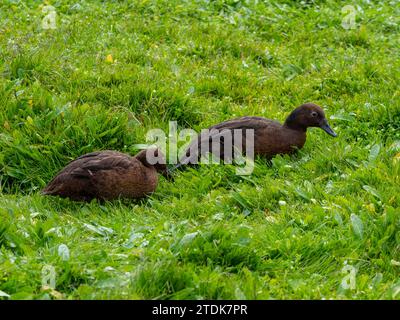 Auckland Islands Teal, Anas aucklandica, eine endemische flugunfähige Ente auf den subantarktischen Inseln Neuseelands Stockfoto