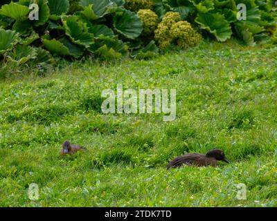 Auckland Islands Teal, Anas aucklandica, eine endemische flugunfähige Ente auf den subantarktischen Inseln Neuseelands Stockfoto