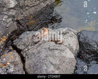 Auckland Islands Teal, Anas aucklandica, eine endemische flugunfähige Ente auf den subantarktischen Inseln Neuseelands Stockfoto