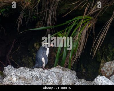 Fiordland Penguin, Eudyptes pachyrhynchus, ein endemischer Pinguin, der im Fjordland von Neuseeland gefunden wurde Stockfoto