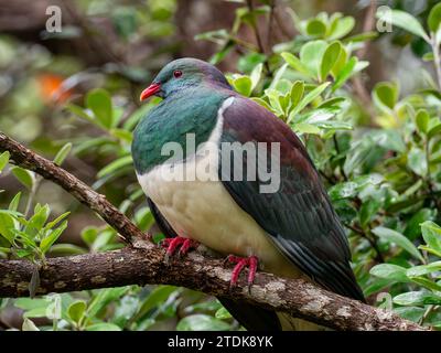 New Zealand Pigeon, Hemiphaga novaeseelandiae, ein in Neuseeland vorkommender Vogel Stockfoto