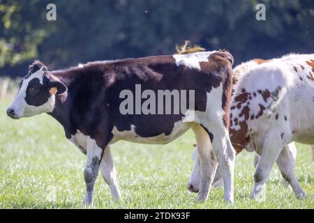 Dies ist ein hochauflösendes Foto, das zwei Kühe in einer pastoralen Umgebung einfängt. Die Kühe, hervorstehend mit einer schwarz-weißen Holstein-Friesenkuh und einer braun-weißen Kuh, weiden auf üppig grünem Gras. Die Kulisse besteht aus einem klaren blauen Himmel und einem Hauch von bewaldeten Gebieten, was auf eine ruhige, ländliche Landschaft hindeutet. Die Tiere sind markiert, was auf domestiziertes Vieh hinweist, und ihre Felle haben einen gesunden Glanz unter dem hellen Sonnenlicht. Pastoralszene mit weidenden Kühen. Hochwertige Fotos Stockfoto