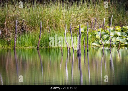 Dieses ruhige Bild fängt das Wesen einer ruhigen Teichszene ein, mit einer Sammlung verwitterter Äste oder Schilf, die stark im Wasser stehen und vertikale Linien erzeugen, die sich in der Oberfläche des Teichs spiegeln. Hinter diesen natürlichen Skulpturen schweben saftig grüne Gräser sanft und die schwimmenden Lilienpads verleihen dem Süßwasserhabitat einen Hauch von zarter Schönheit. Die klaren Reflexionen und die Ruhe des Wassers deuten auf einen Moment der Stille und der reichen Artenvielfalt hin, die in diesem friedlichen Ökosystem gedeiht. Reflektierende Ruhe: Teich mit Lilienpads und Schilf. Hochwertige Fotos Stockfoto