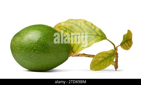 Dunkelgrüne Haut Avocado mit Blättern, alias Alligatorbirne oder Butterfrucht, nahrhafte frische Früchte für cremige Textur, milden Geschmack und zahlreiche Stockfoto
