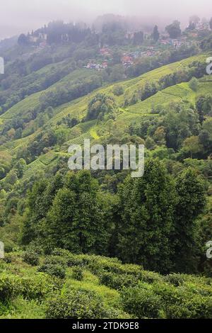 Bewölktes himalaya-Gebirge, Teeplantage, Landschaft und üppig grüner Wald von darjeeling in West-bengalen, indien Stockfoto