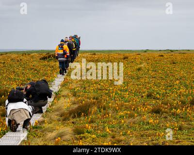 Ross Lilly, Bulbinella rossii, ein Megaherb, der auf Enderby Island, Auckland Islands, subantarktischem Neuseeland wächst Stockfoto