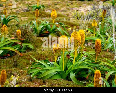 Ross Lilly, Bulbinella rossii, ein Megaherb, der auf Enderby Island, Auckland Islands, subantarktischem Neuseeland wächst Stockfoto