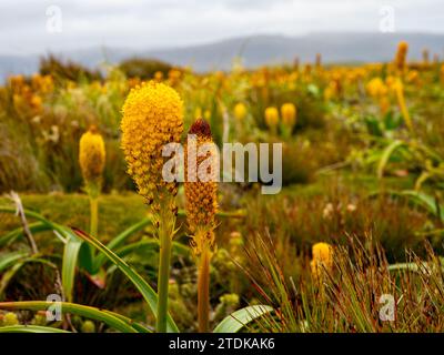 Ross Lilly, Bulbinella rossii, ein Megaherb, der auf Enderby Island, Auckland Islands, subantarktischem Neuseeland wächst Stockfoto