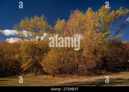 Targasonne Chaos, gebildet von Felsblöcken im Wald mit herbstlichen Farben (Haute Cerdagne, Pyrénées-Orientales, Okzitanien, Frankreich) Stockfoto