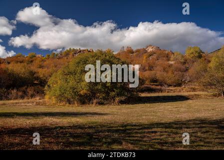 Targasonne Chaos, gebildet von Felsblöcken im Wald mit herbstlichen Farben (Haute Cerdagne, Pyrénées-Orientales, Okzitanien, Frankreich) Stockfoto