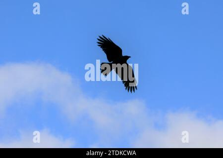 Krähen Sind Frei 6. Kapuzenkrähe, Corvus cornix im Flug gegen blauen Himmel mit weißen Wolken. Stockfoto
