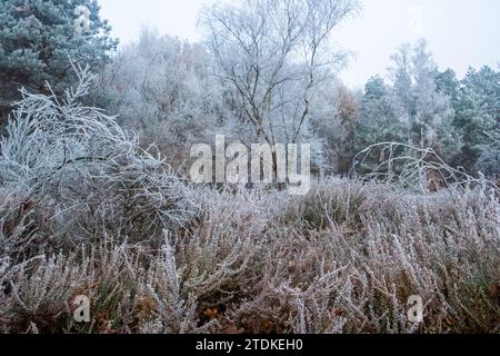 Dieses Bild zeigt eine ruhige Winterszene, in der die Vegetation sanft von Raureif bedeckt ist. Die Landschaft bietet eine Vielzahl von Bäumen und Sträuchern, alle in einer Palette von eiskalten Weißtönen und gedämpften Erdtönen dargestellt, die auf die ruhige Kälte eines frostigen morgens hinweisen. Der vom Nebel verdeckte Himmel verleiht der Komposition ein Gefühl von Mysterium und Tiefe. Die feinen kristallinen Strukturen des Frosts sind auf den Pflanzen sichtbar und betonen die kalte, aber sanfte Note des Winters. Der Gesamteffekt ist ein natürlicher Wandteppich, gewebt mit Frost und Nebel, der ein Gefühl der Ruhe und der Stille eines for vermittelt Stockfoto