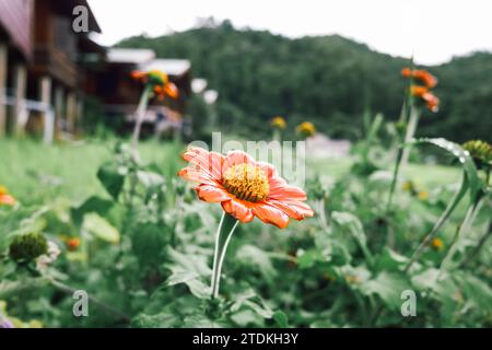 Orange Gerbera unter dem warmen Licht am Morgen in einem wunderschönen Garten für die Schaffung des Blumenhintergrunds. Farbenfrohe Gerbera-Gänseblümchen. Leuchtend orange Gerbera Stockfoto