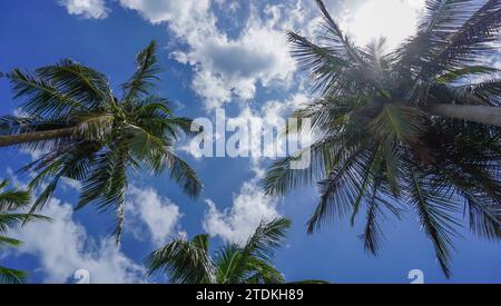 Blätter der Krone einer Kokospalme von unten gesehen am blauen Himmel. Isoliert vom Konzept der pflanzlichen und ökologischen Nachhaltigkeit. Klares Blau Stockfoto