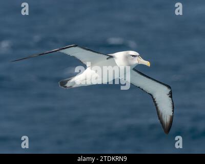 Weißkappenalbatros, Thalassarche cauta steadi, im südlichen Ozean der subantarktischen Insel Neuseelands Stockfoto