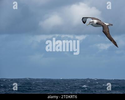 Weißkappenalbatros, Thalassarche cauta steadi, im südlichen Ozean der subantarktischen Inseln Neuseelands Stockfoto