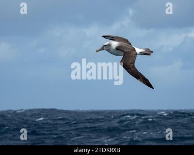 Weißkappenalbatros, Thalassarche cauta steadi, im südlichen Ozean der subantarktischen Inseln Neuseelands Stockfoto