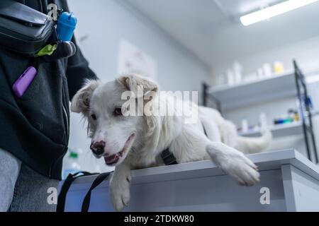 Weißer Hund mit seinem Besitzer beim Tierarztbesuch in der Klinik, regelmäßige Gesundheitschecks für Tiere. Stockfoto
