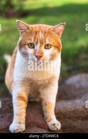Flauschige, süße rote Katze auf der Straße. Rote Katze, die auf der Straße sitzt, mit grünem Gras Hintergrund, Straßenfoto. Rote Katze auf einer Straße Stockfoto