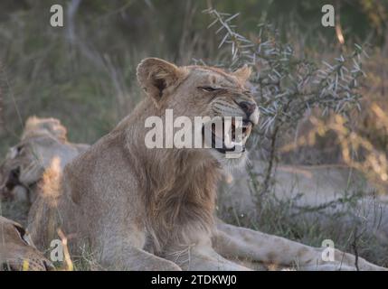 Junger männlicher Löwe, der in goldenem Sonnenlicht ruht, seinen Mund öffnet und Gähnen zeigt seine Zähne und Zunge, Augen geschlossen Mund weit offen. Goldenes Licht Stockfoto