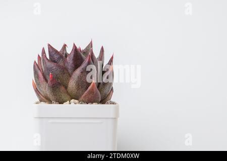 Schwarze Königin echeveria Sukkulente Zimmerpflanze in Topfnahaufnahme auf weißem Hintergrund Stockfoto