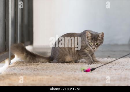 Lustige, pelzige Katze, die zu Hause auf der Jagd nach bunten Federn spielt Stockfoto