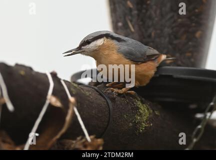 Olomouc, Tschechische Republik. Dezember 2023. Eurasische (Holz-)Nuthatch (Sitta europaea), abgebildet in Olomouc, Tschechische Republik, am 18. Dezember 2023. Quelle: Ludek Perina/CTK Photo/Alamy Live News Stockfoto