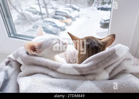 Süßes orientalisches Kurzhaar-Tabby-Kätzchen und weiße orientalische Katze, die aus dem Fenster auf der Winterstraße blickt Stockfoto