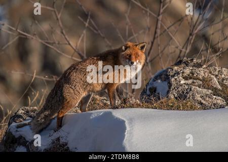 Rotfuchs (Vulpes vulpes), der bei Sonnenuntergang auf verschneiten Wiesen vor Winterwald-Hintergrund steht, Alpen, Italien Stockfoto