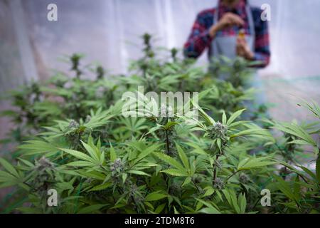 Professionelle Forscherin, die im Hanffeld arbeitet, Cannabis Sativa Research Concepts CBD Oil Herbal Medicines. Stockfoto