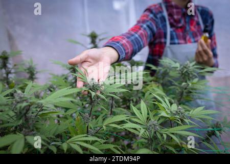 Professionelle Forscherin, die im Hanffeld arbeitet, Cannabis Sativa Research Concepts CBD Oil Herbal Medicines. Stockfoto