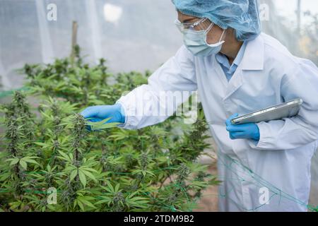 Professionelle Forscherin, die im Hanffeld arbeitet, Cannabis Sativa Research Concepts CBD Oil Herbal Medicines. Stockfoto