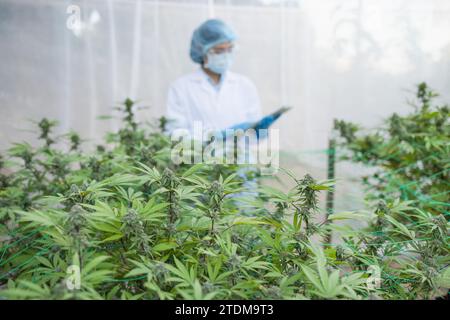 Professionelle Forscherin, die im Hanffeld arbeitet, Cannabis Sativa Research Concepts CBD Oil Herbal Medicines. Stockfoto