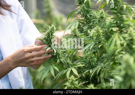 Professionelle Forscherin, die im Hanffeld arbeitet, Cannabis Sativa Research Concepts CBD Oil Herbal Medicines. Stockfoto