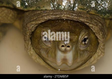 Iberische Teichschildkröte Mauremy leprosa leprosa. Arcos de la Frontera. Cadiz. Andalusien. Spanien. Stockfoto