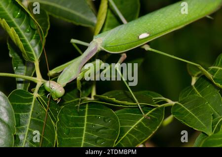 Europäische Mantis Mantis religiosa. Bornos. Cadiz. Andalusien. Spanien. Stockfoto